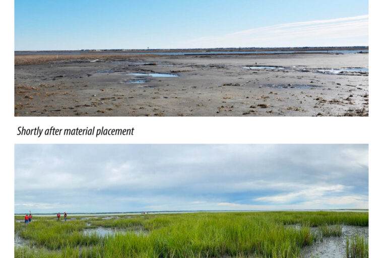 Salt marsh restoration in New Jersey