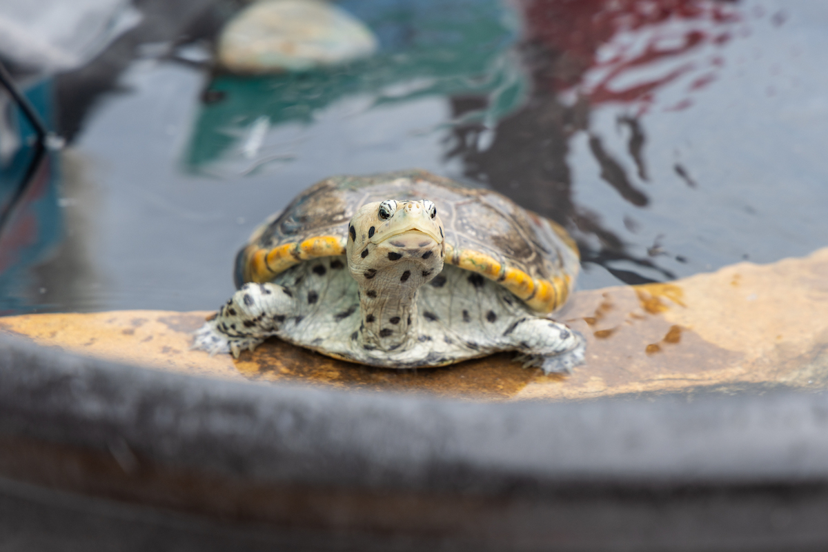 Lovely greeting visitors at Wetlands Institute