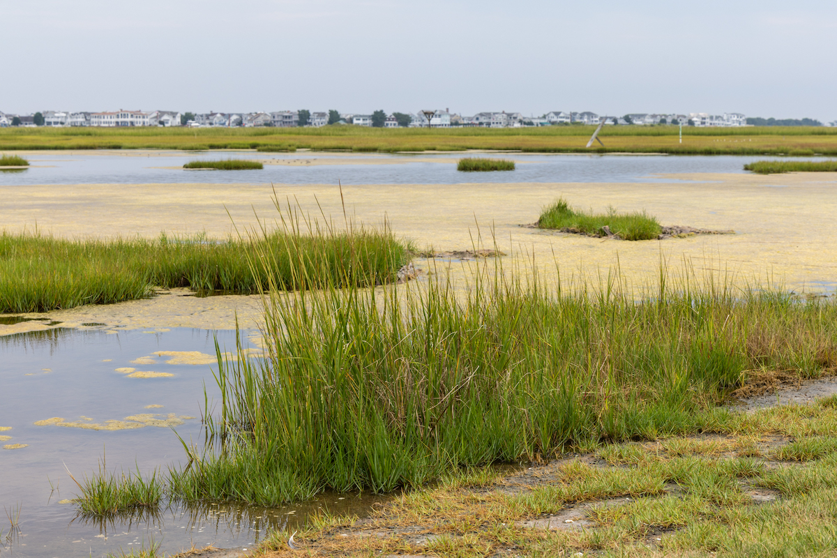 Salt marshes in New Jersey