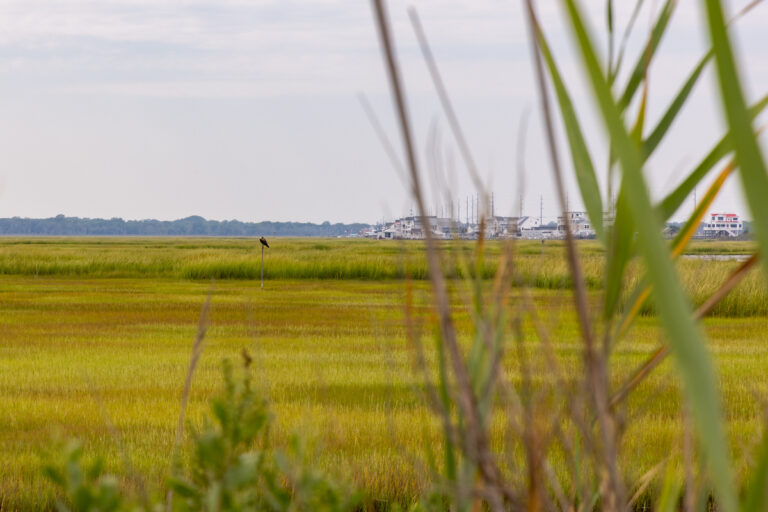 Osprey perched in the salt marsh near the Wetlands Institute
