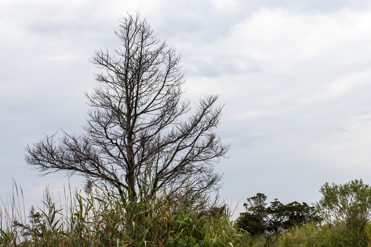 Dead cedar tree in marsh lands in New Jersey