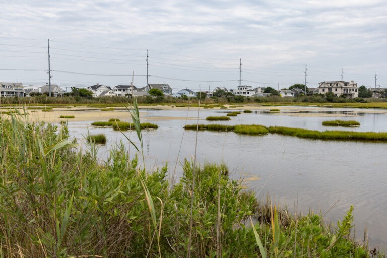 Loss of wetland habitats due to rising sea levels