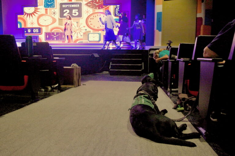 a Seeing Eye dog in the theater