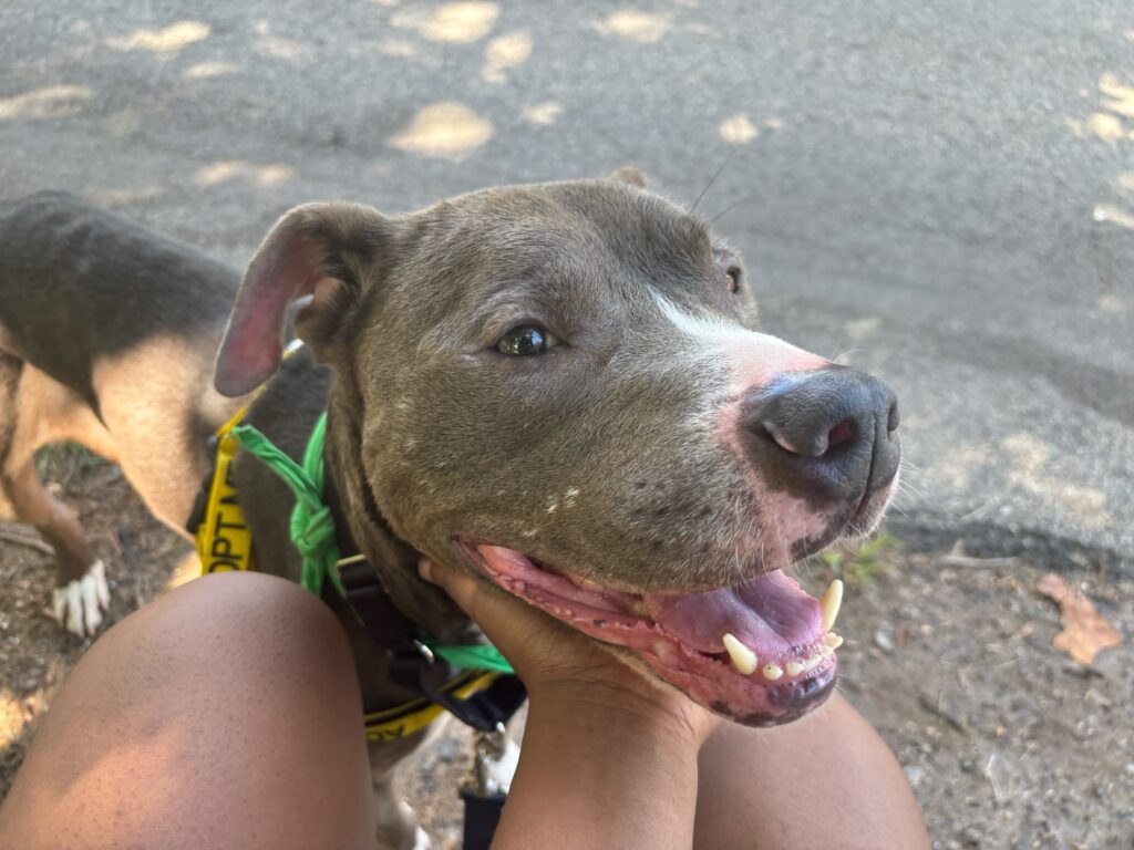 acct-philly-dog-pupventure-jn-092126-01 WHYY News intern Jassmyn Nesmith with ACCT Philly shelter dog Amaya