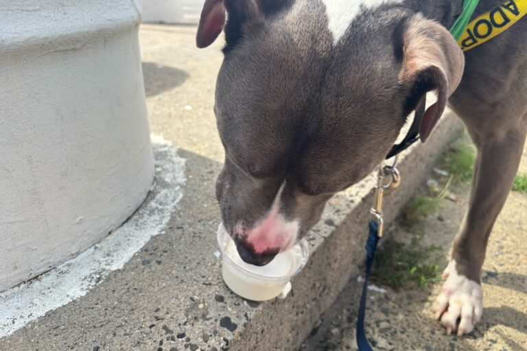 Amaya ACCT Philly shelter dog Amaya enjoys a pup cup