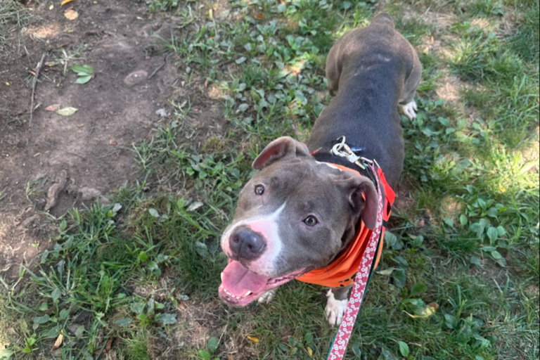 ACCT Philly dogs taken out on Pupventures