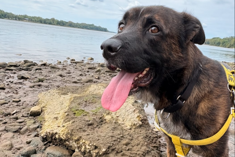 ACCT Philly dogs taken out on Pupventures