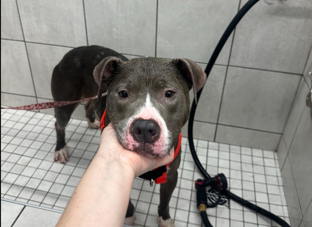ACCT Philly dogs taken out on Pupventures