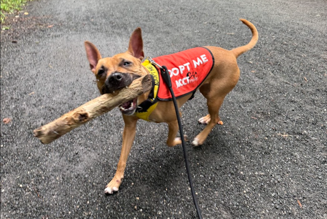Philadelphia shelter’s ‘Pupventures’ program expands, giving dogs regular outings and boosting adoption prospects