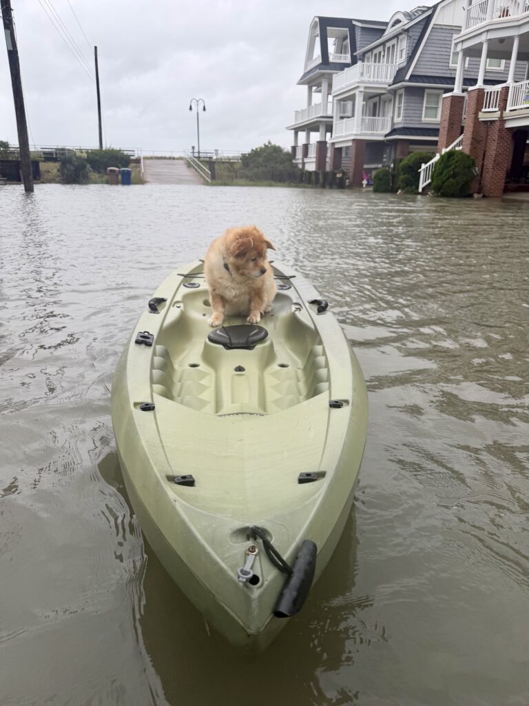 Daisy the dog sits in a kayak amid flooding in Ocean City.