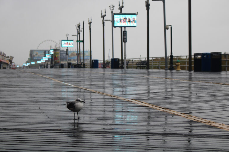 A seagull stands on an empty Atlantic City Boardwalk during a nor'easter storm.