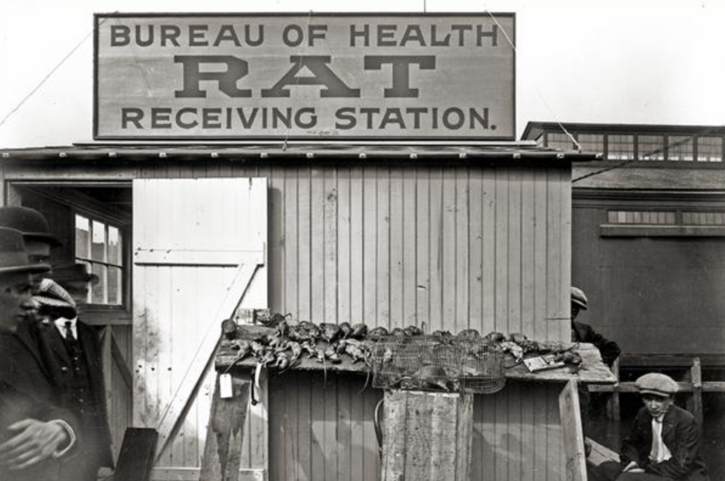 Screenshot-2026-10-28-at-4.06.53-PM An image from 1914 of one of Philadelphia's Rat Receiving Stations