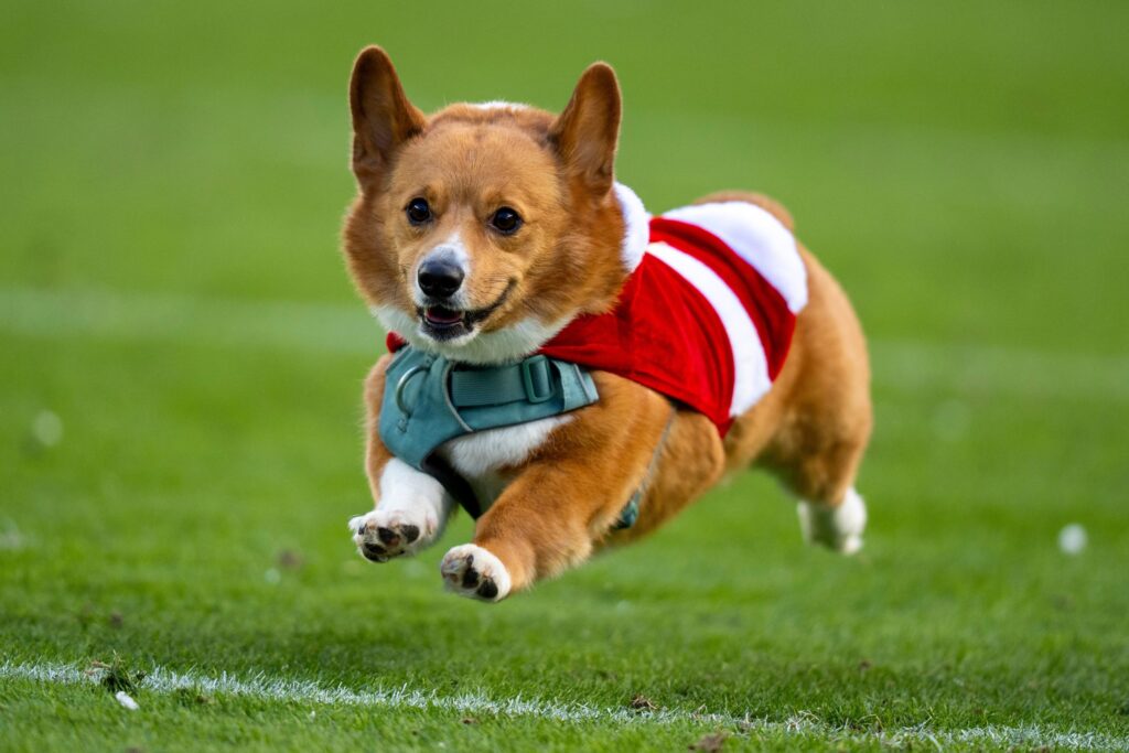 Murphy runs in the 2025 Philadelphia Eagles Corgi Races during halftime
