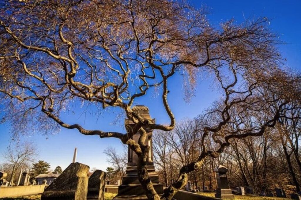 Regrowth at Mount Moriah Cemetery and Arboretum
