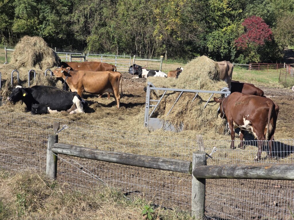 wb-saul-2026-10-28-6 Farm animals on the campus of W.B. Saul High School